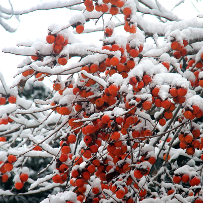 ヤマガキ（山柿）種子