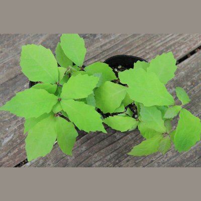 コナラ小苗寄せ植え２鉢セット