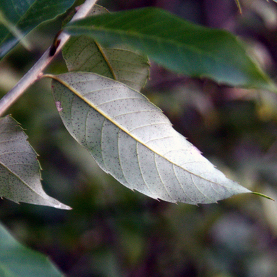 ウラジロガシ（裏白樫）苗