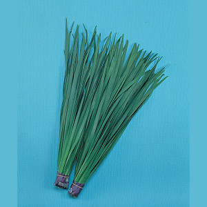 ニラ（にら）種子