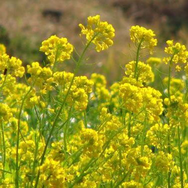 菜の花 種子 農林１６号・東海８号