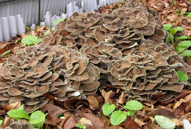 [予約]原木まいたけ完熟ホダ木（短木栽培）６本セット