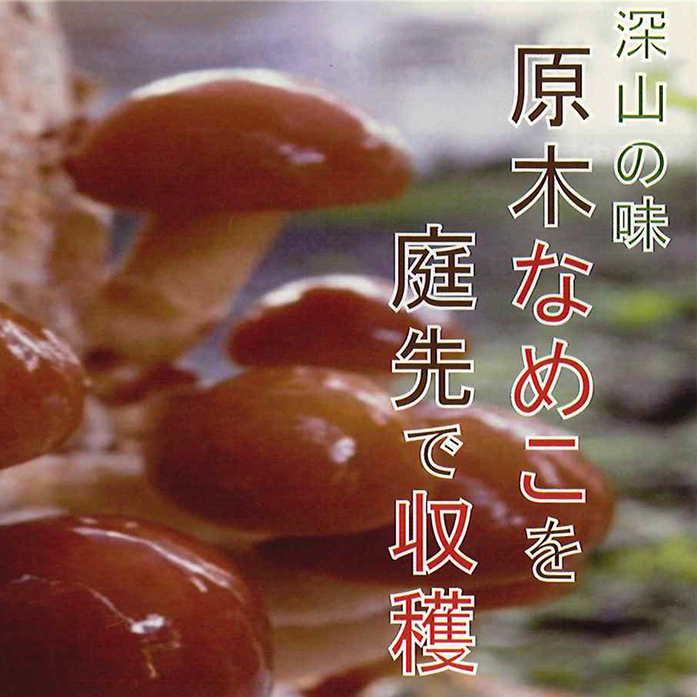 原木なめこ完熟ホダ木（短木栽培）｜きのこ栽培種菌・原木｜自然を