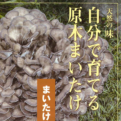 [予約]原木まいたけ完熟ホダ木（短木栽培）６本セット
