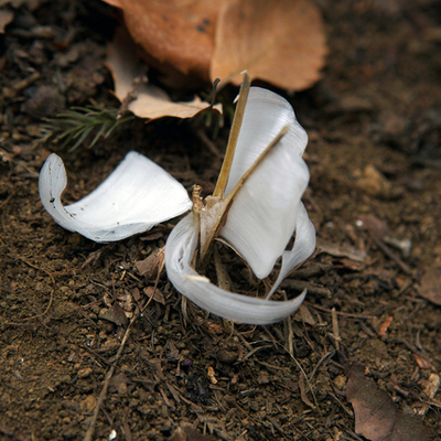 シモバシラ（霜柱）苗２鉢セット