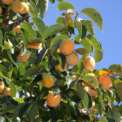 柿渋（かきしぶ）液- 天然染料（草木染め）-