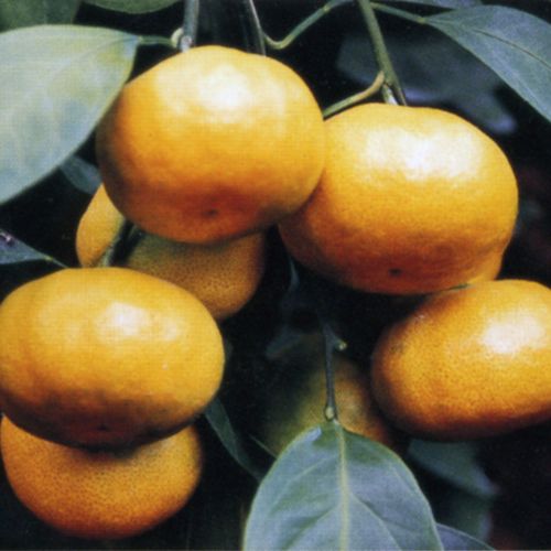 早生温州みかん 尾崎温州 柑橘苗木｜果樹栽培苗｜自然を育てる