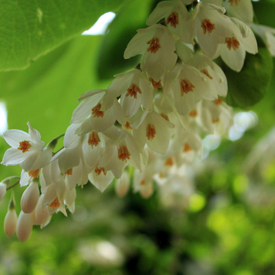 ハクウンボク（白雲木）苗