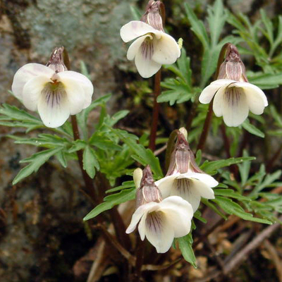 ヒゴスミレ（肥後菫）苗２鉢セット