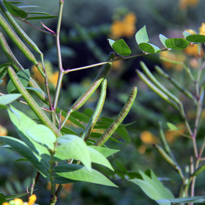 ウラジロガシ（裏白樫）苗｜植木・庭木・花木苗｜自然を育てる | 自然生活