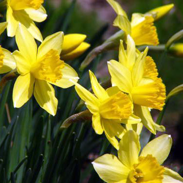 スイセン（水仙）苗 2鉢セット