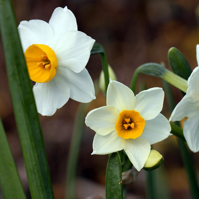 ハマナス（浜梨）苗｜山林樹木・庭木・花木苗｜自然を育てる | 自然生活