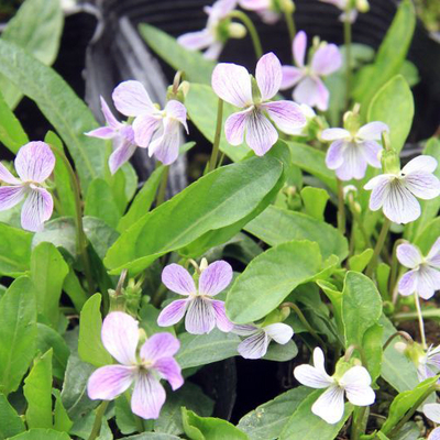 白花スミレ（菫）苗２鉢セット