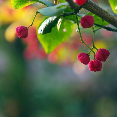 マユミ（真弓）苗