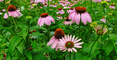 エキナセア 種子