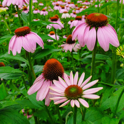 エキナセア 種子