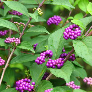 コムラサキシキブ（小紫式部）苗