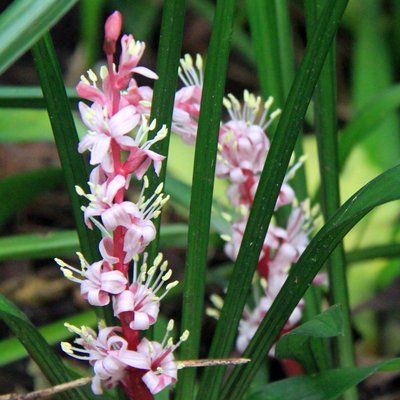キチジョウソウ（吉祥草）苗
