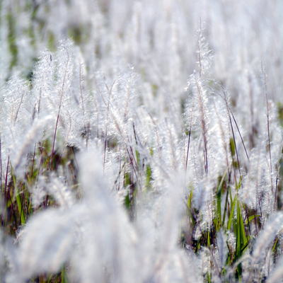 チガヤ（白茅）苗２鉢セット