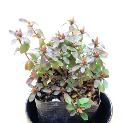 フジザクラ（富士桜）盆栽用小苗｜苔玉・盆栽・インテリア｜自然と