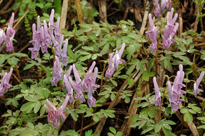 ヤマエンゴサク苗２鉢セット