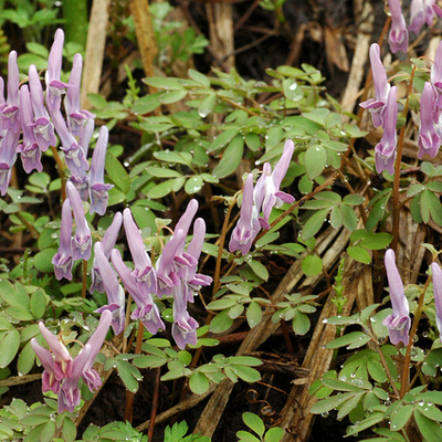 ヤマエンゴサク苗２鉢セット