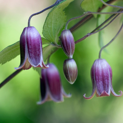 ハンショウヅル（半鐘蔓）苗２株セット