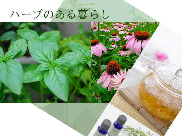 ハーブ特集