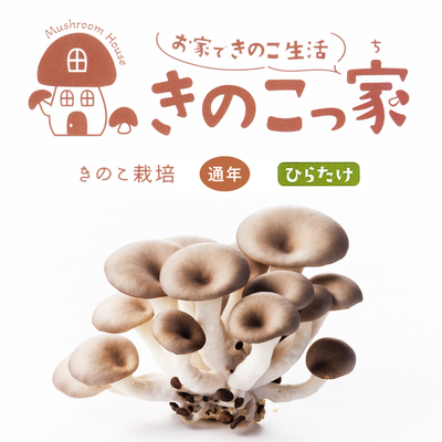 ［きのこ栽培キット］「きのこっ家」ひらたけ