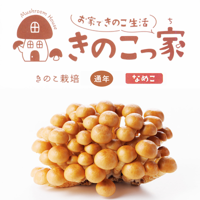 ［きのこ栽培キット］「きのこっ家」なめこ