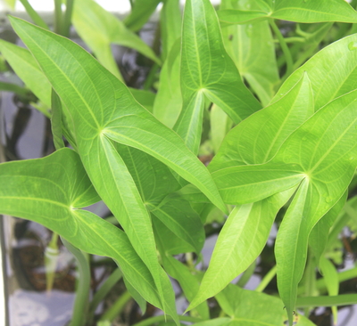 水生植物 クワイ苗2鉢セット