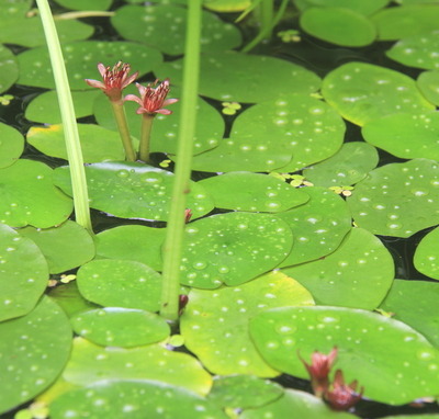 水生植物 ジュンサイ苗