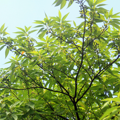 クロモジ苗｜植木・苗木・庭木・花木苗｜自然を育てる | 自然生活