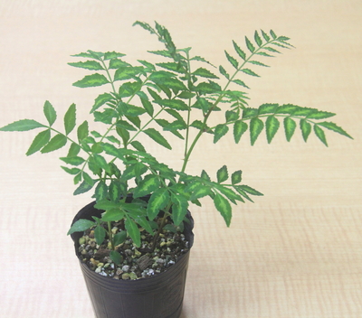 サンショウ（山椒）小苗寄せ植え２鉢セット（2～3本立ち）