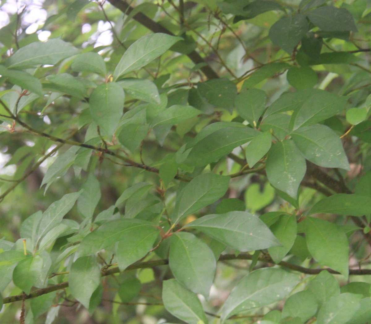 クロモジ苗｜植木・苗木・庭木・花木苗｜自然を育てる | 自然生活
