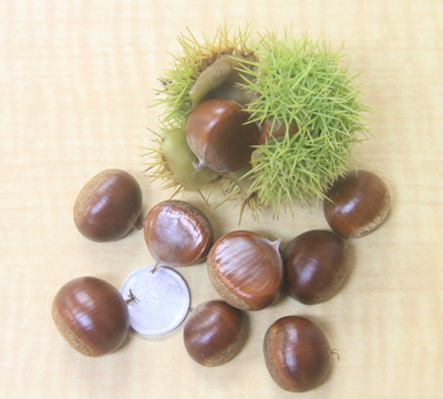 小さな栗たちセット