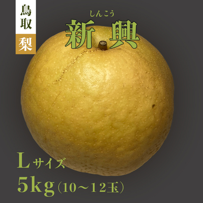 【期間限定】鳥取梨 新興 5kg Lサイズ