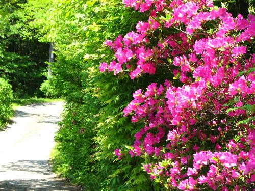ヒラドツツジ苗 植木 苗木 庭木 花木苗 自然生活ネット通販 自然生活