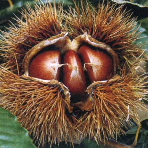 美玖里(みくり) 栗苗 | 自然生活