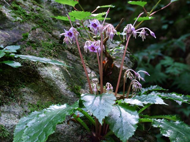 Product Subcategory Category Shopname ネット通販 自然生活