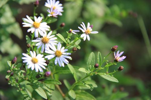 ヨメナ 嫁菜 苗 山菜栽培苗 自然を育てる 自然生活ネット通販 自然生活