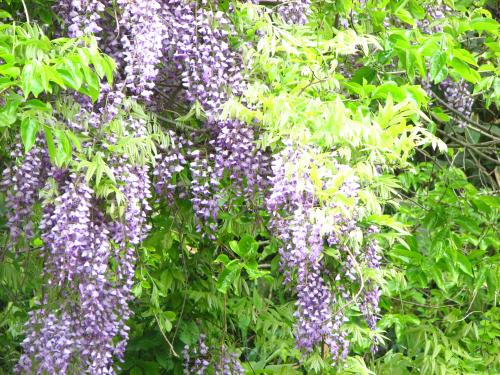 天然藤づる 天然藤づる