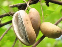 天然アケビの芽（2人前）｜自然食品｜自然を味わう｜自然生活ネット