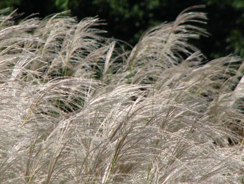 ススキ 薄 の穂束ｎ A F自然生活 フラワーアレンジメント 自然と暮らす 自然生活ネット通 自然生活