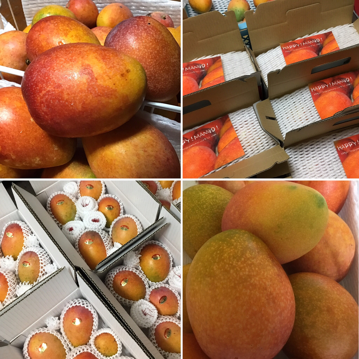 クール便込！タイムSALE☆沖縄県産【完熟ミニマンゴー】3Kg