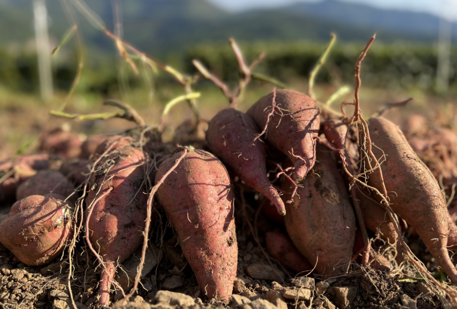 さつま芋スィーツ