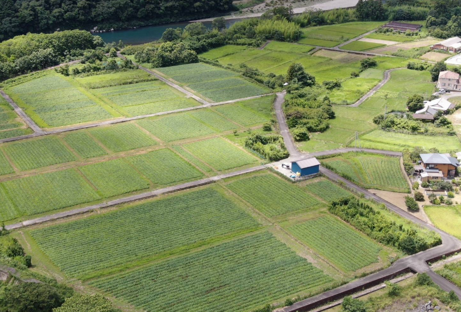 さつま芋スィーツ