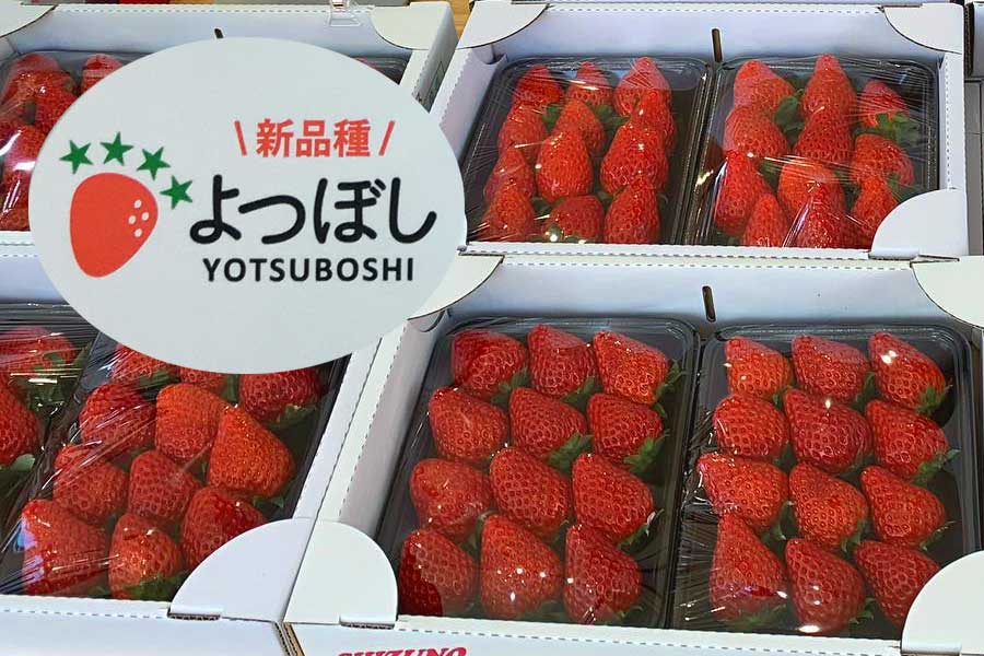 よつぼし」一箱2パック通販 | しずの苺園