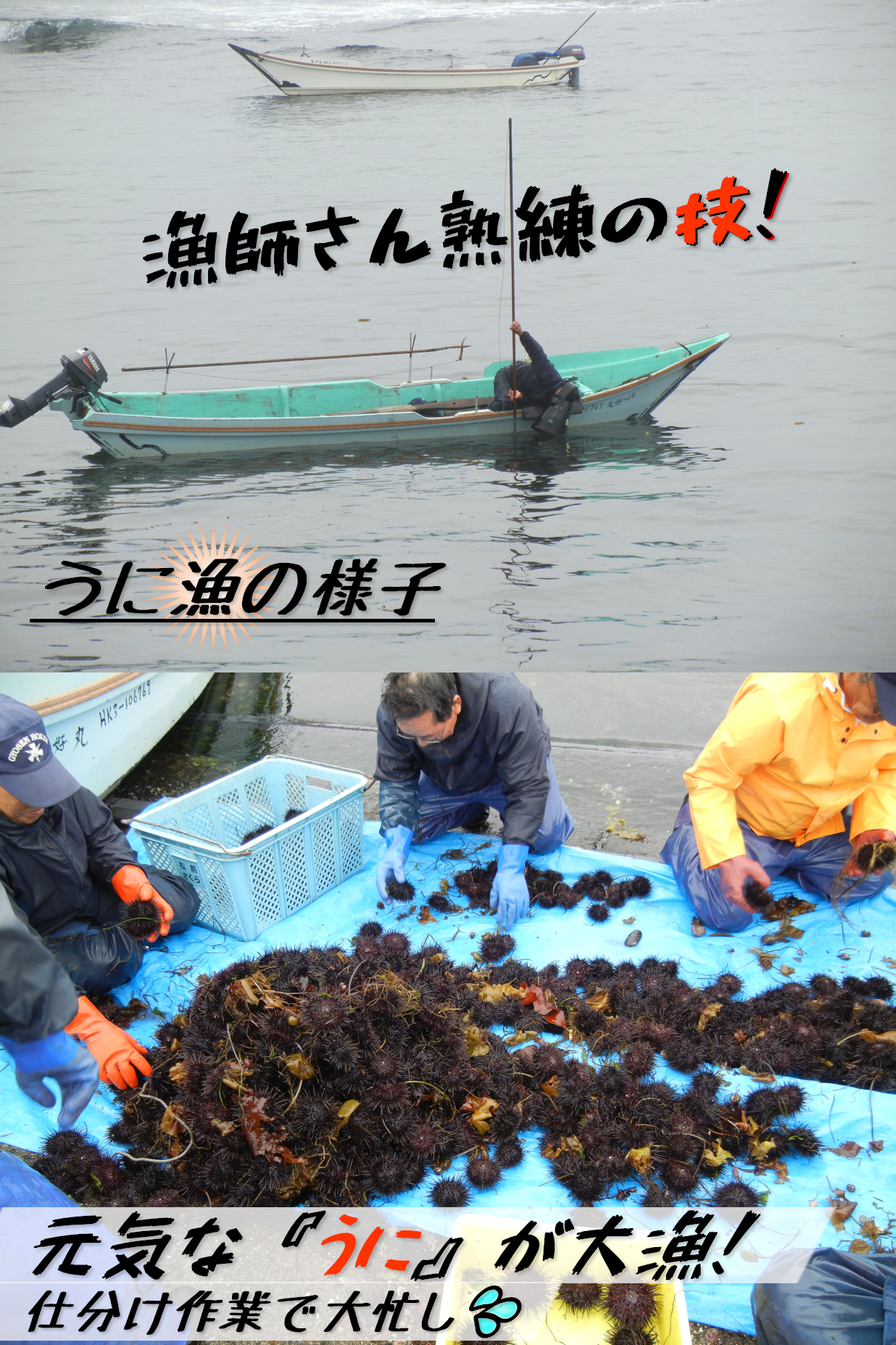 季節・期間限定】天然殻付生うに1kg/2kg 北海道松前産の産地直送