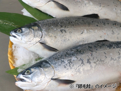 北海道のブランド鮭】雄武町産新巻鮭【雄宝】切り身造り約2.5kg 北海道のブランド鮭】雄武町産新巻鮭【雄宝】切り身造り約2.5kg